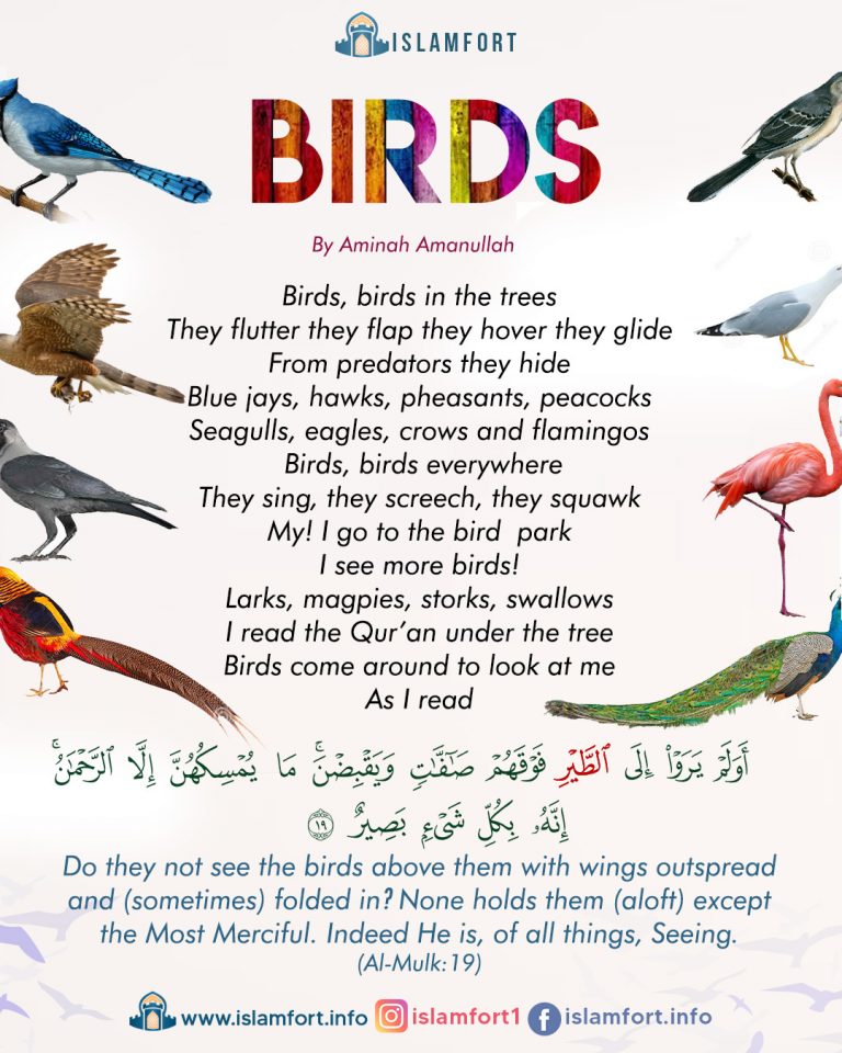 Birds Islamfort.info